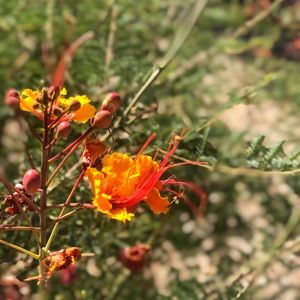 Meet your Posher, Jazmine